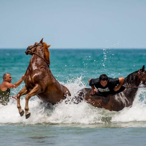 Cool Down | Tolaga Bay Beach Races. Horses cooling down after race. | Documentary IRIS Awards 2016 | Bronze