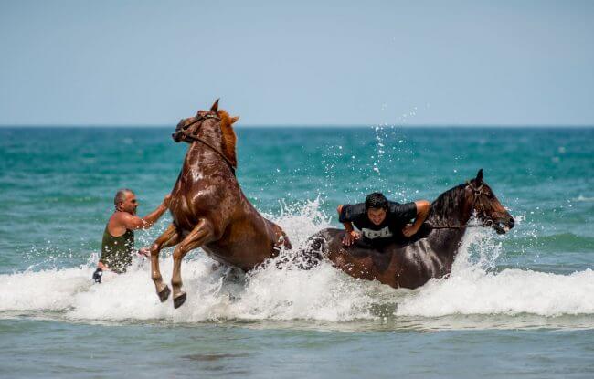 Cool Down | Tolaga Bay Beach Races. Horses cooling down after race. | Documentary IRIS Awards 2016 | Bronze